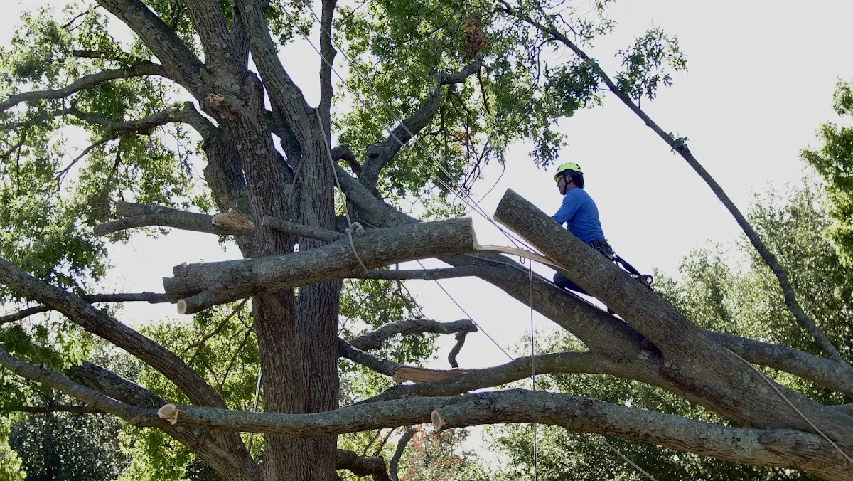 Professional Crown Thinning performed by certified arborists in Los Osos