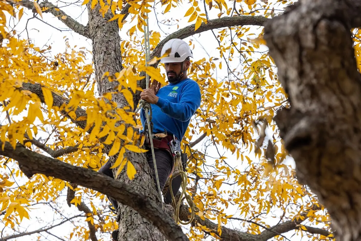 Skilled Tree Planting crew working in Los Osos