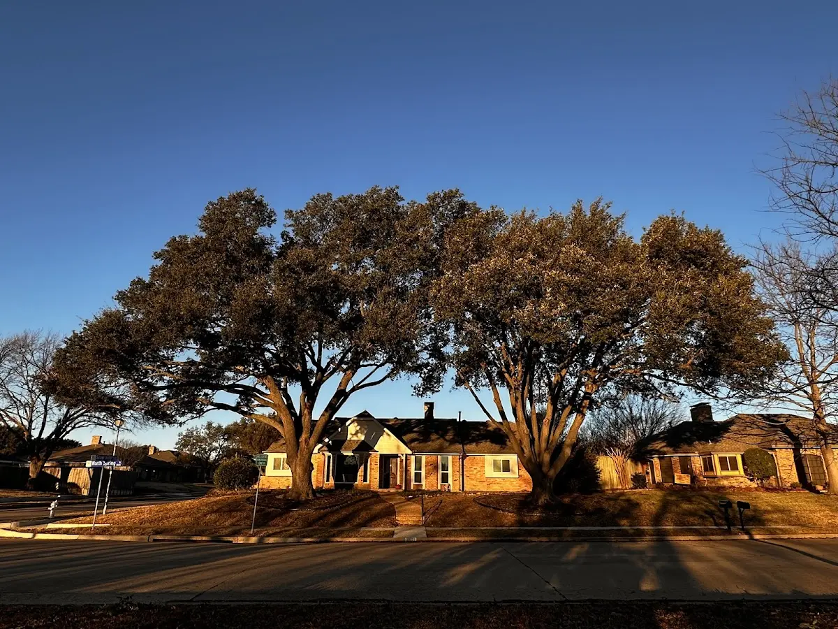 Established residential canopy tree shading a home in Los Osos